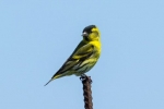 Siskin-bird - vzhľad, biotop, pravidlá pre chov doma