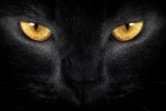 Čierne mačky: pravidlá nákupu a funkcie údržby
