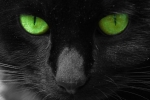 Čierna mačka so zelenými očami