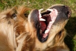 Čo je to epulis u psov, príčiny vývoja a metódy liečby