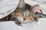 Čo je popôrodná eklampsia u mačiek a ako sa s ňou vysporiadať