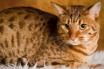 Čo je toxoplazmóza u mačky a aká nebezpečná je táto choroba