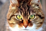 Pska u mačiek: príčiny, symptómy a príznaky, metódy liečby
