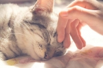 Pska u mačiek: príčiny, symptómy a liečba