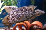 Cichlazoma managuana - jaguárska ryba