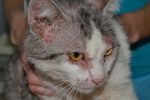 Demodekóza u mačiek: príznaky a liečba doma