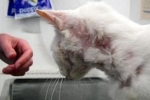 Dermatitída u mačiek