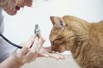 Dermatitída u mačky: príznaky a metódy liečby