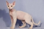 Devon rex