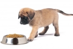 Diétne krmivo pre psov s alergiami: ako kŕmiť vášho domáceho maznáčika?