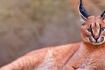 Divoká púštna mačka karakal