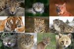 Divoké mačky: druhy zvierat, vlastnosti a životný štýl