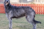 Deerhound