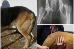Dysplázia u psov: príznaky, liečba