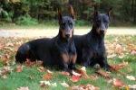 Doberman - charakteristika plemena, popis plemena doberman, starostlivosť