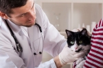 Doxycyklín pre mačky: návod na použitie