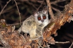 Pet galago - popis, vlastnosti, starostlivosť a údržba