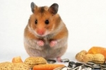 Domáce škrečky: čo jedia domáce zvieratá?