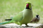 Domáci náhrdelník papagája: zložitosť starostlivosti a údržby