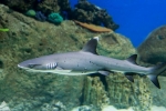 Žralok domáci - dekoratívna ryba do akvária