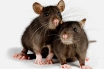 Potkan domáci: údržba, starostlivosť a choroby