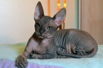 Don sphynx