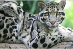 Leopard oblačný, popis, rozsah, jedlo, nepriatelia