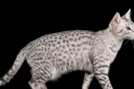 Egyptská mau: mačka zo staroveku