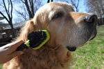 Furminátor pre psov - čo to je, vlastnosti a pravidlá pre výber kefy na vlnu