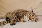 Gastritída u mačiek: symptómy a príznaky, liečba na klinike a doma, typy kŕmenia?