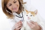 Gastroenteritída u mačiek