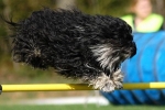 Havana bichons: miniatúrne psie psie pochádzajúce z horúcej slnečnej kuby