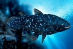 Kde žije coelacanth - starodávna ryba s krížovými plutvami