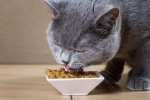 Aké jedlo kŕmiť britskú mačku