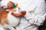 Gestrenol pre mačky a mačky: návod na použitie
