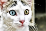 Heterochromia alebo prečo majú mačky rôzne oči