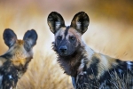 Hyena alebo hyena pes