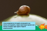 Obrovský slimák achatina fulica