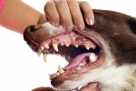Gingivitída u psov: príznaky a liečba