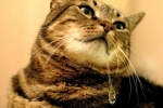 Hypersalivácia: prečo mačka slintá z úst