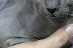 Hypoalergénne plemená mačiek pre alergikov: fotografie a mená
