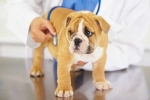 Hlavné príznaky a liečba srdcového zlyhania u psov