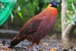 Ocellovaný tragopan