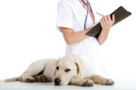Antihelmintické lieky pre psov