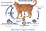 Červy u mačiek: typy, príznaky, liečba a prevencia