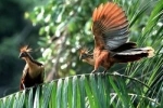 Hoatzin