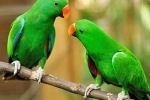 Hovoriaci papagáj, ktoré plemeno je najlepšie na výcvik