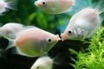 Gourami bozkávanie