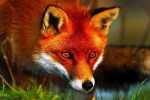Povaha líšky a jej obsah doma