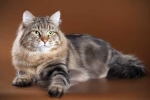 Charakteristika sibírskych mačiek a pravidlá chovu plemien